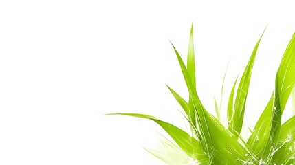 Bright Green Blades Of Grass On White Background