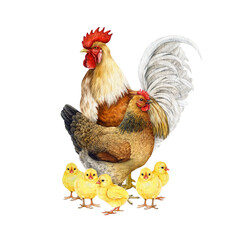 Chicken family with rooster, hen and small chicks watercolor illustration. Hand drawn domestic birds vintage style painted group. Chicken flock with fowl and hen isolated on white background
