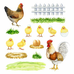 Chicken with farm elements watercolor illustration set. Hen, rooster, chicks, white fence, grassy ground painted collection isolated on white background. Cute farm bird vintage style painted set