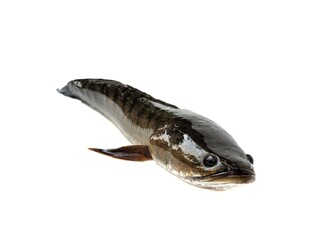 Large, fresh, not dead snakehead fish placed isolated on a white background.	