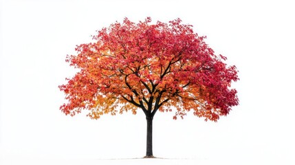 Obraz premium Autumn tree, vibrant foliage, white background, nature imagery, website design