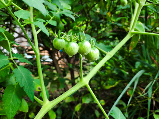 Green tomatoes on the vine.