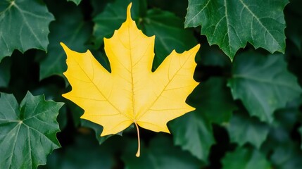 Bright Yellow Maple Leaf Surrounded by Deep Green Foliage
