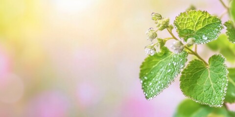 Dewdrops glisten on a lush green leaf, capturing light in the early morning while a gentle background blurs in soft hues