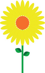 sunflower on white background