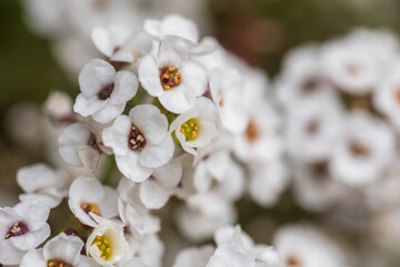sweet alyssum