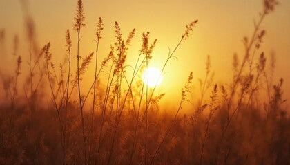 Obraz premium Wild grass field at golden sunset. Concept of nature, beauty, and tranquility.