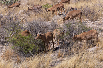 Barbary sheep herd in the wild
