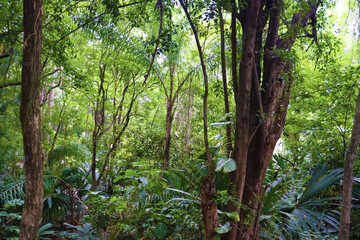 Fototapeta premium Brazilian Atlantic Forest (Mata Atlântica), with its rich and diverse biome.