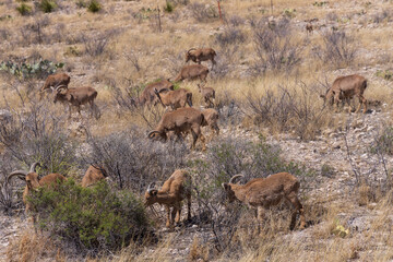 Barbary sheep herd in the wild
