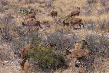 Barbary sheep herd in the wild
