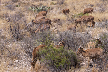 Barbary sheep herd in the wild
