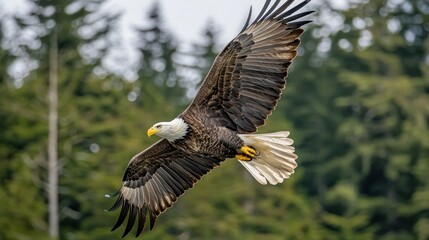 Obraz premium Majestic bald eagle in flight, wings spread wide against a lush green forest backdrop.