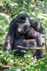 Gorilla in Uganda