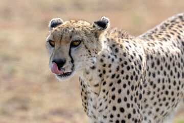 cheetah in the grass closeup