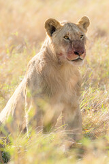 Young male lion with blood on face