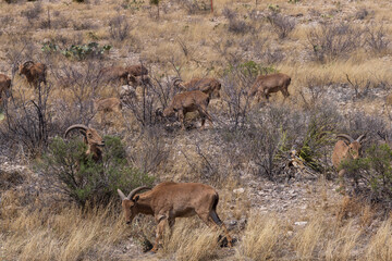 Barbary sheep herd in the wild
