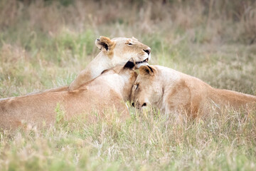 Naklejka premium Three lions snuggling