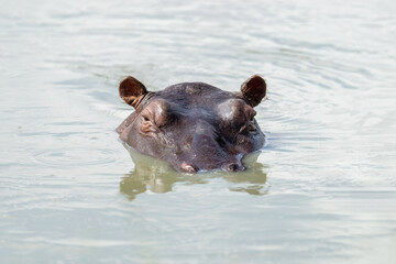 hippopotamus in water