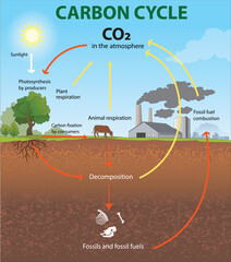 illustration of carbon cycle diagram