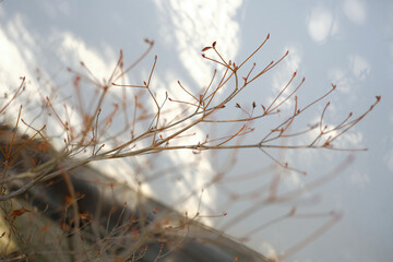 Zen Explore the gardens and And To the city