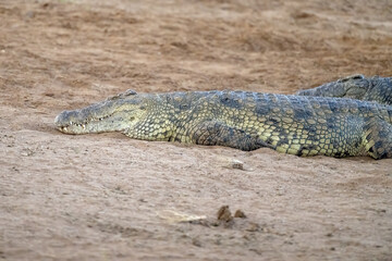 Crocodile in Kenya on river bank