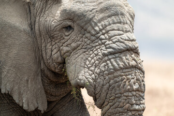 Old elephant without tusks