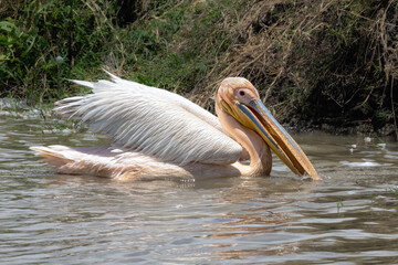White pelican on lake