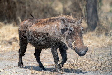 Warthog walking