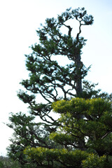 Zen Explore the gardens and And To the city