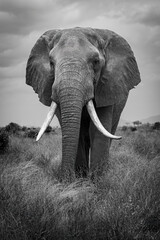 Naklejka premium Tusker Elephant