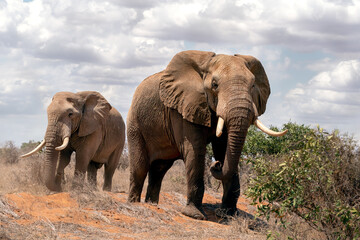 Fototapeta premium Elephants Walking