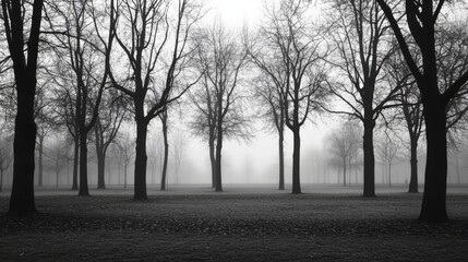 Naklejka premium A serene black and white landscape of bare trees in a foggy park, evoking tranquility and solitude