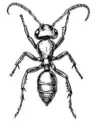 Classic Ant Artwork High-Contrast Black-and-White Art, Sketch, No Background 