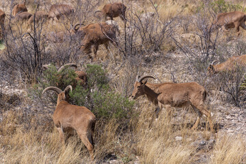 Barbary sheep herd in the wild
