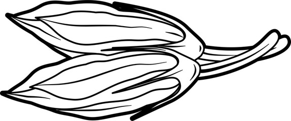 Obraz premium Zucchini flowers outline vector