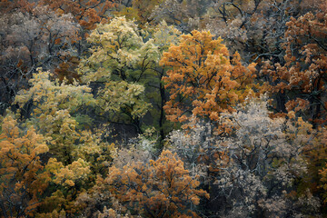 The Diverse Spectrum of Oak Tree Types Captured in a Single, Illustrated Compilation