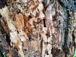 the texture of a tree trunk experiencing weathering