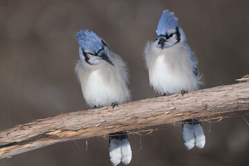 Blue Jays in winter