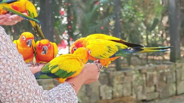 Colorful yellow parrot, Sun Conure (Aratinga solstitialis) eating