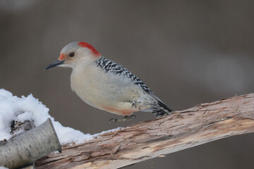 Red Bellied woodpeckers in winter