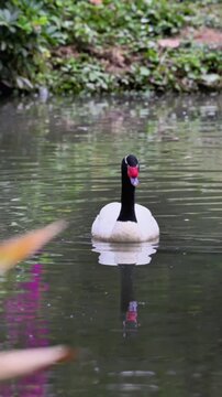 A black-necked swan with white plumage and a distinctive black neck and head swims gracefully in a pond, its reflection visible in the water