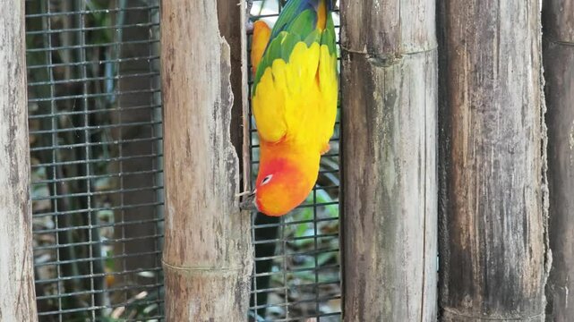 One sun conures (Aratinga solstitialis) sit on a bamboo stalk.