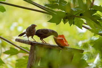 Yellow-Billed Babblers Feeding on a Piece of Fruit in Sri Lanka
