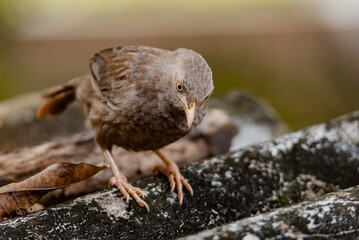 Fototapeta premium A small Sri Lankas Yellow-billed Babbler bird standing on top of a rock in its natural habitat.