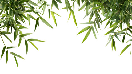 Fototapeta premium Elegant bamboo leaves nature scene white environment close-up view peaceful concept
