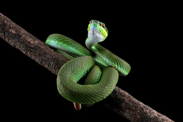 poisonous green snake above the branch, green viper snake on a black background, venomous and...