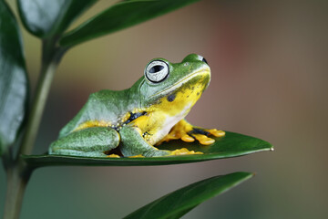 flying tree frog sitting on a green leaf,  close-up of javan tree frogs, rhacophorus reinwardtii