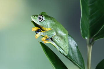 flying tree frog sitting on a green leaf,  close-up of javan tree frogs, rhacophorus reinwardtii