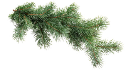 Fresh pine branch nature scene white botanical display close-up view seasonal decor